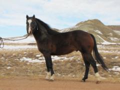 Sire-Hiline Whiskey